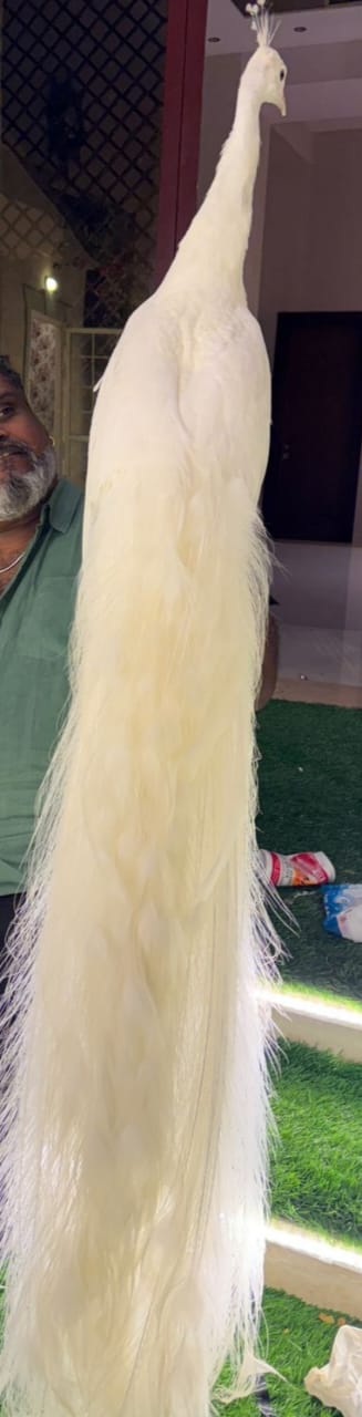 White Peacock